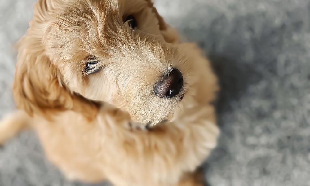 indoor20air20quality2011 - Indoor Air Quality